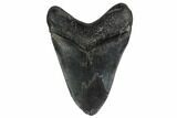Fossil Megalodon Tooth - South Carolina #159446-1